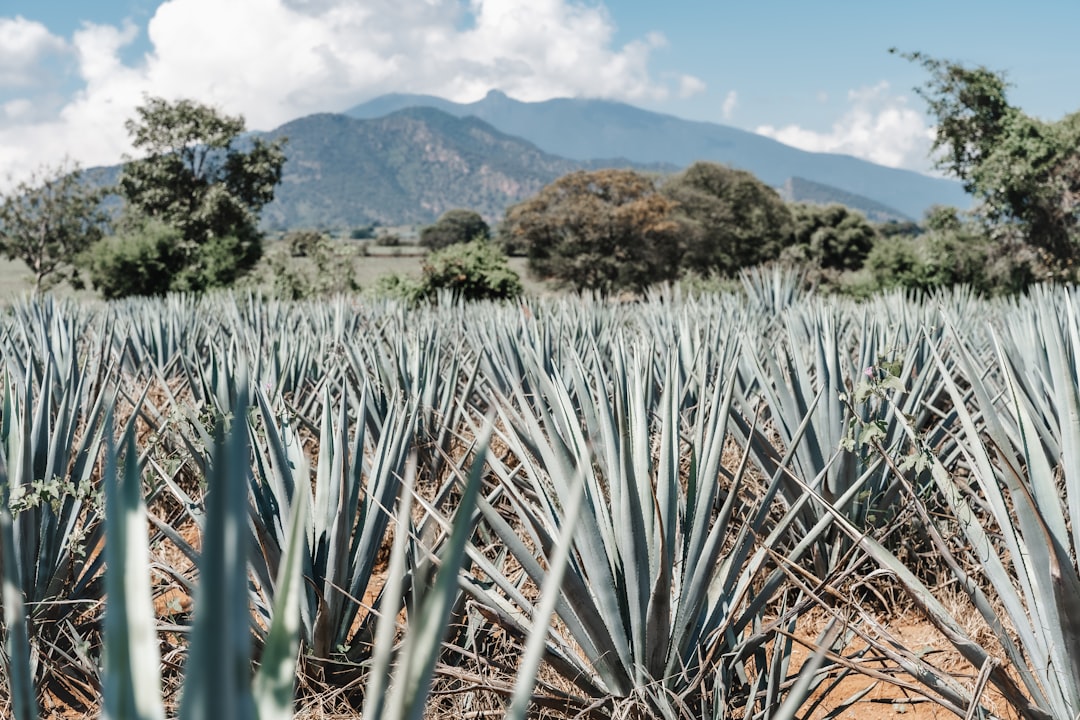 Photo Blue agave